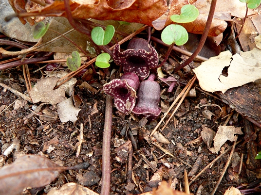 {Hexastylis heterophylla}